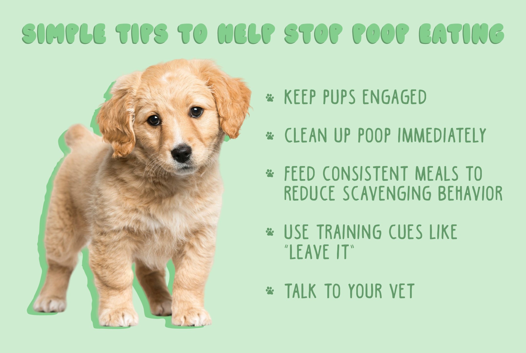 Tip 1: Set up a simple puppy feeding schedule