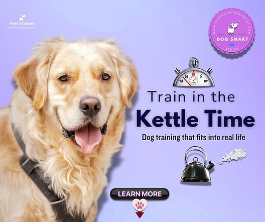 How dog training usually works in daily life