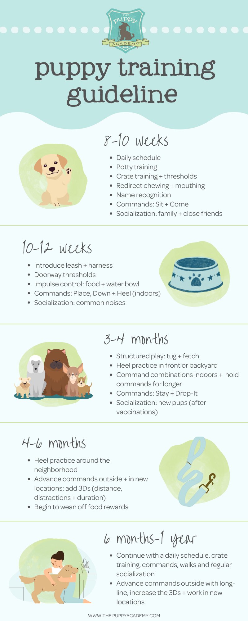 Age-based puppy training schedule and goals