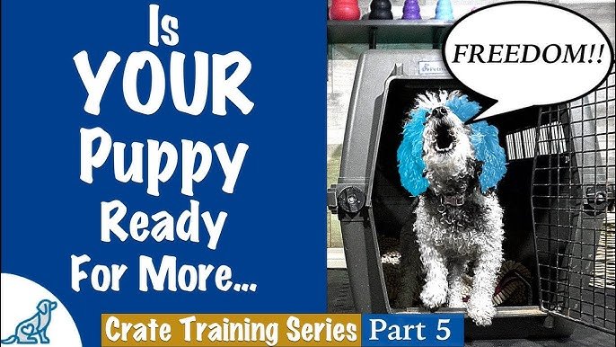 How to tell if your puppy is ready for more