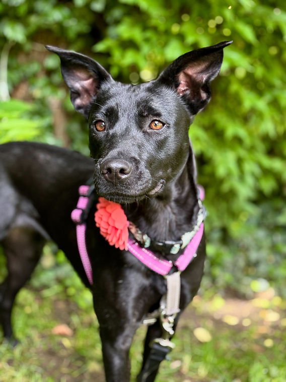 Special cases: rescue, shelter, and mill dogs