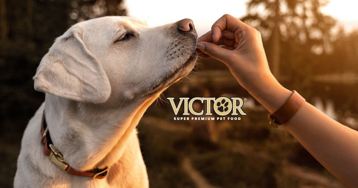 Frequently asked questions on feeding and training puppies