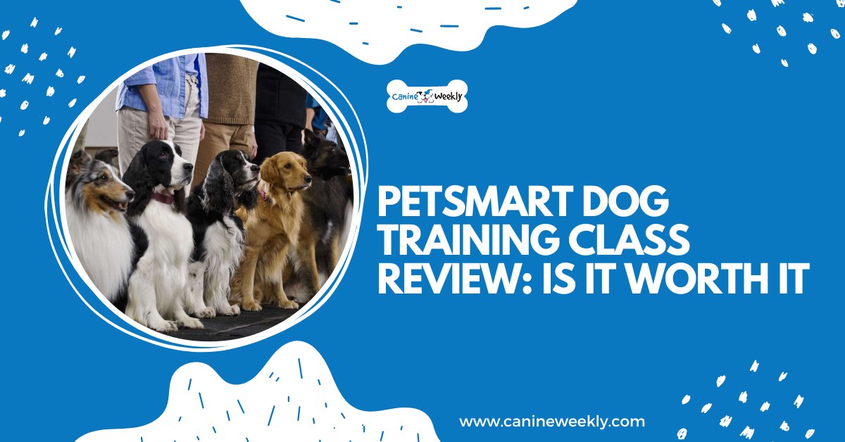 Is a potty training class worth it for your dog?
