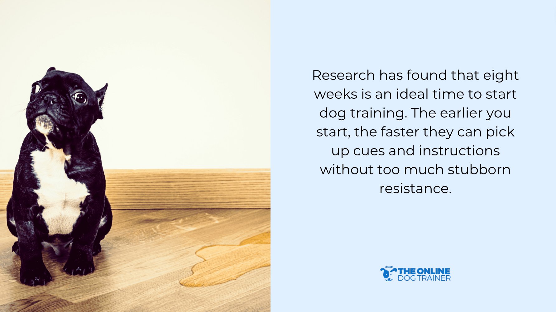 Common myths about adult dog potty training