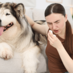 Health Q&A: Can You Build Immunity to Dog Allergies?