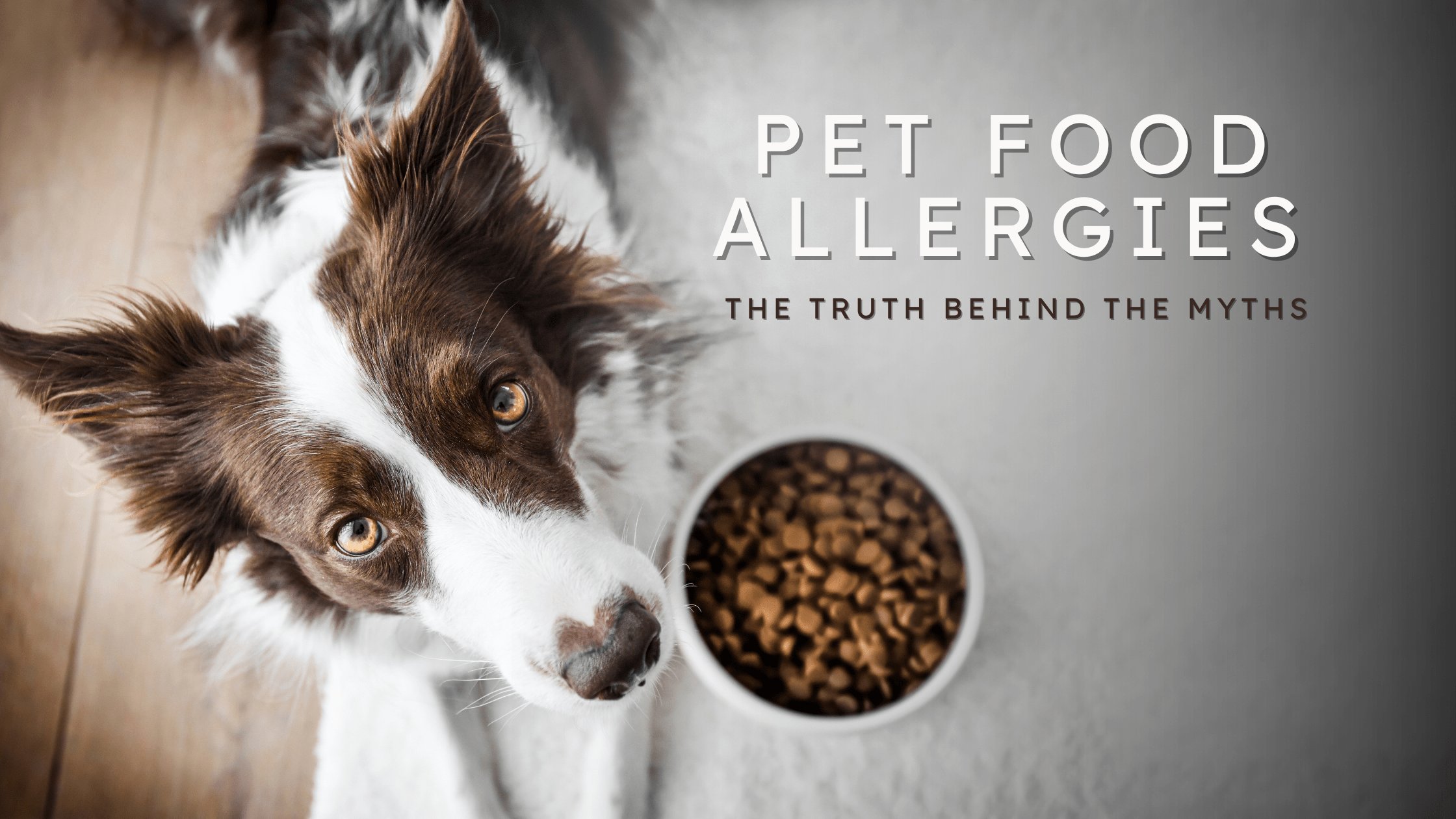 Common Dog Food Allergens to Watch For