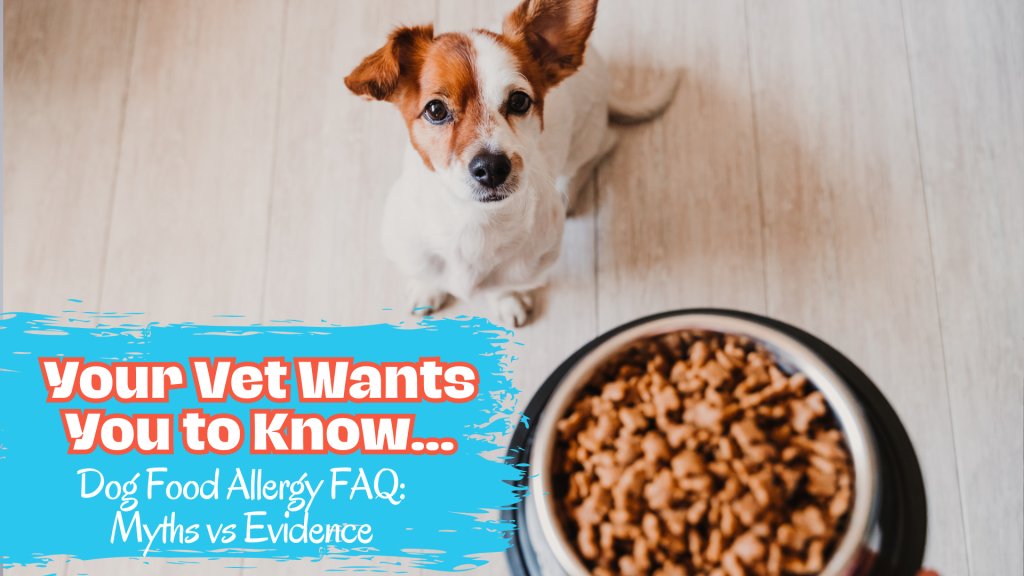 How Vets Diagnose Food Allergies