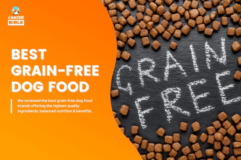 Budget-Friendly Allergy Dog Food Option