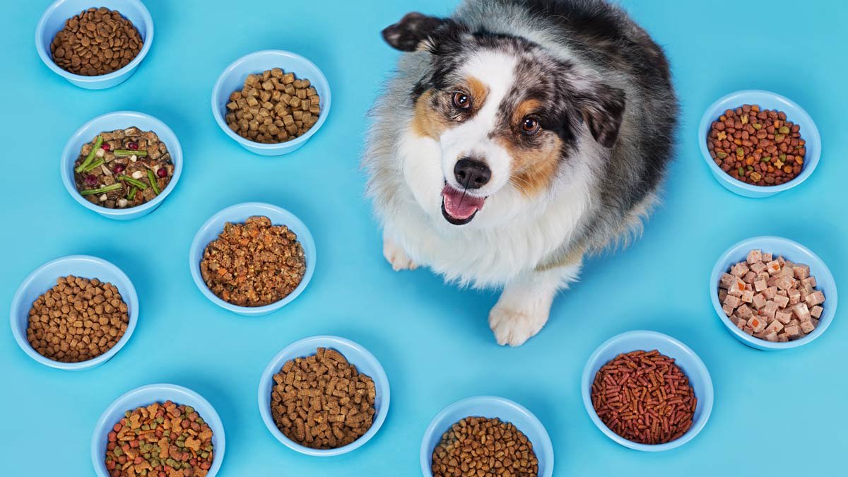 Finding the Best Dog Food for Your Allergic Dog