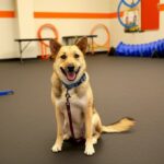 Dog Neutering Pros and Cons: Health Guide for Owners