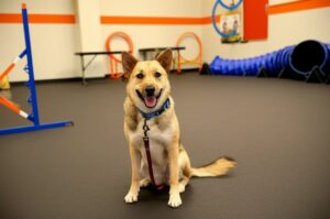 Dog Neutering Pros and Cons: Health Guide for Owners