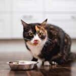 Best Age to Neuter a Dog for Health: 7 Vet-Backed Tips