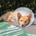 Dog Health & Behavior After Neutering: What to Expect