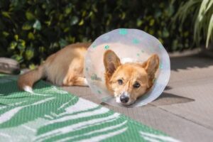 Dog Health & Behavior After Neutering: What to Expect