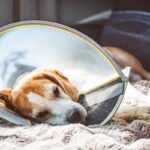 Healthy Dog Spay Recovery Timeline: Day-by-Day Guide