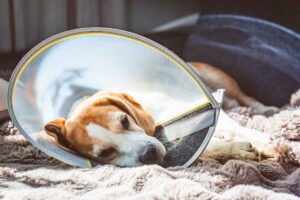 Healthy Dog Spay Recovery Timeline: Day-by-Day Guide