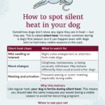 How Long After Spay Can My Dog Walk? Vet-Backed Guide