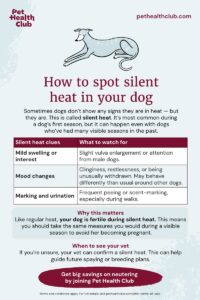 How Long After Spay Can My Dog Walk? Vet-Backed Guide