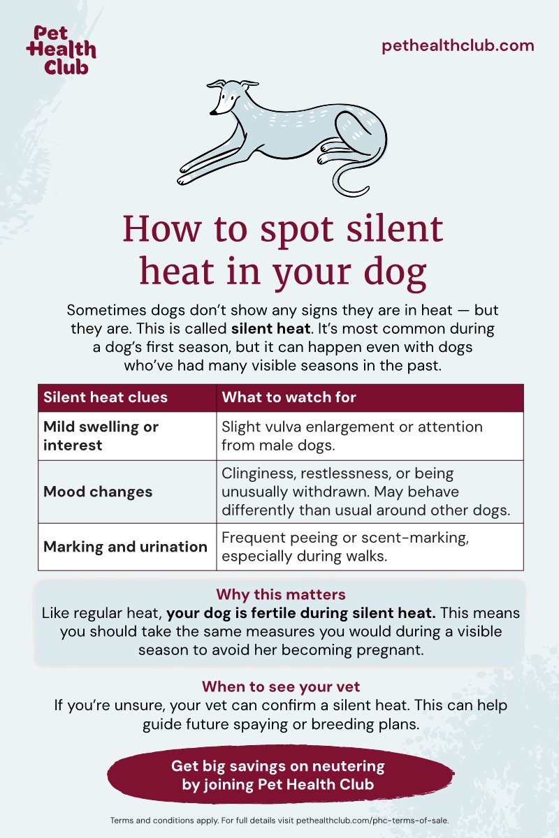 How Long After Spay Can My Dog Walk? Vet-Backed Guide