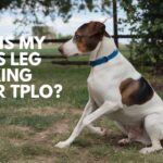 Dog Shaking After Surgery: 7 Health Signs to Watch