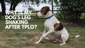 Dog Shaking After Surgery: 7 Health Signs to Watch