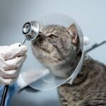 Dog Spay Cost & Health: 2024 Vet-Backed Owner’s Guide