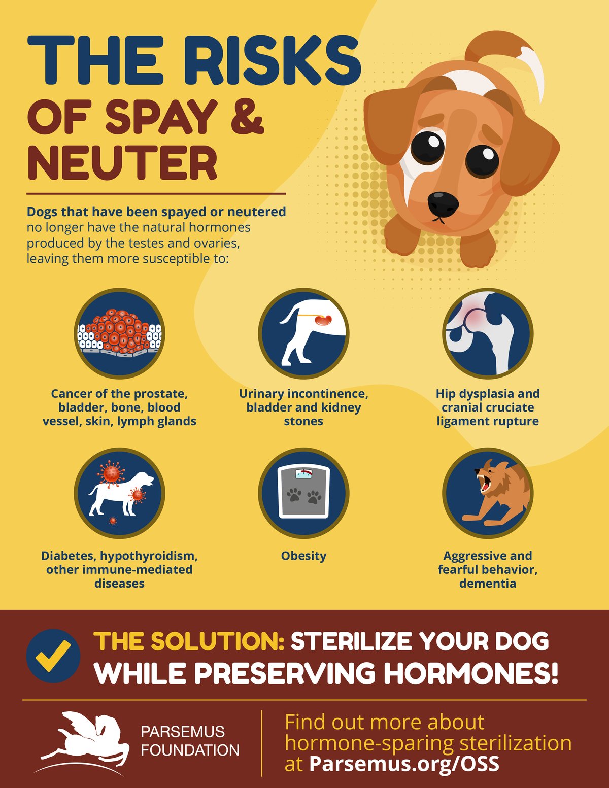 Should I Neuter My Dog? Health Risks & Benefits Explained