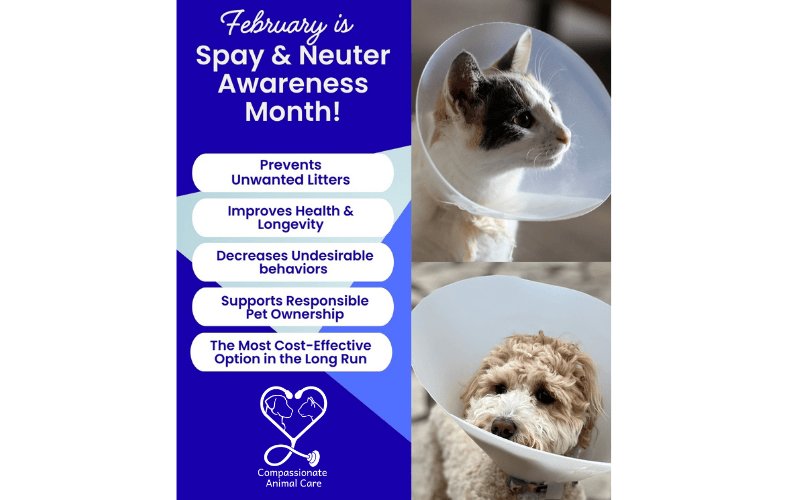 What neutering actually means