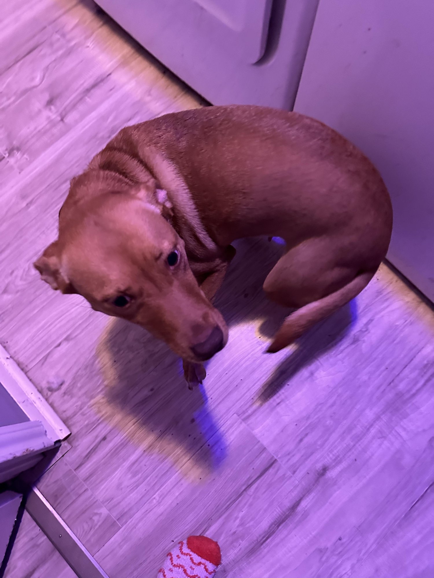 Does Spaying Really Cause Weight Gain?