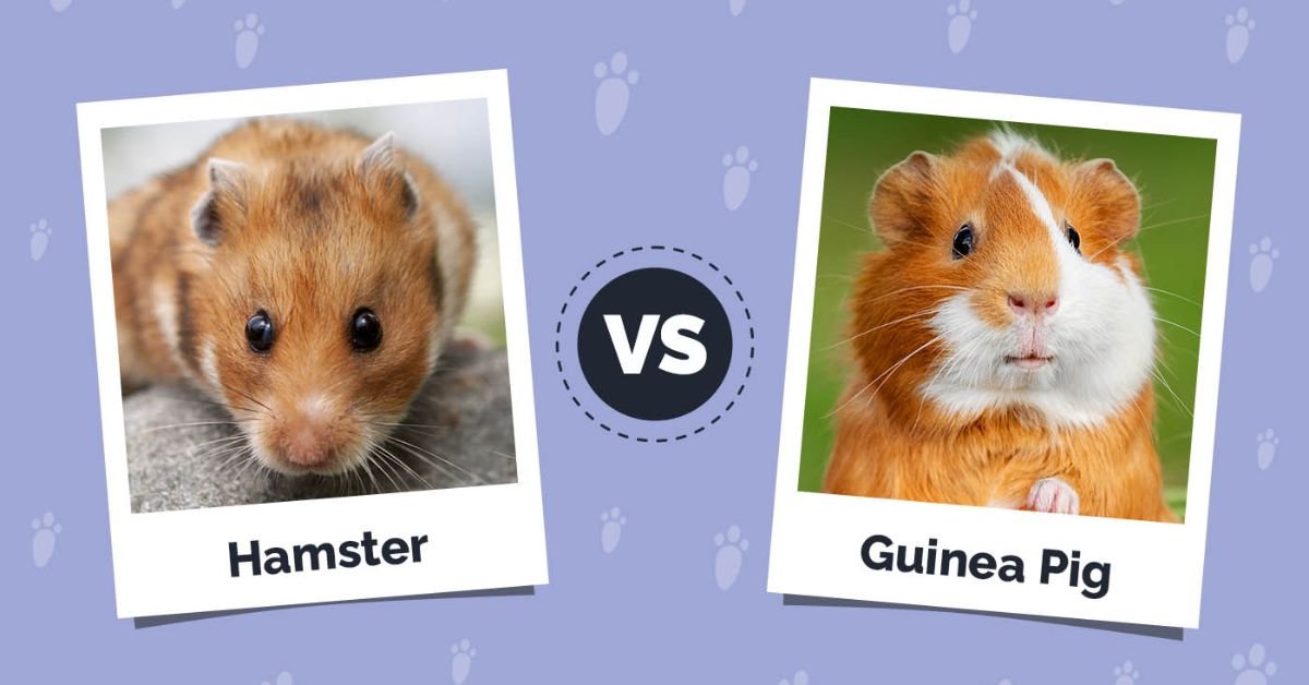 Quick answer: Can you adapt to dog allergies?