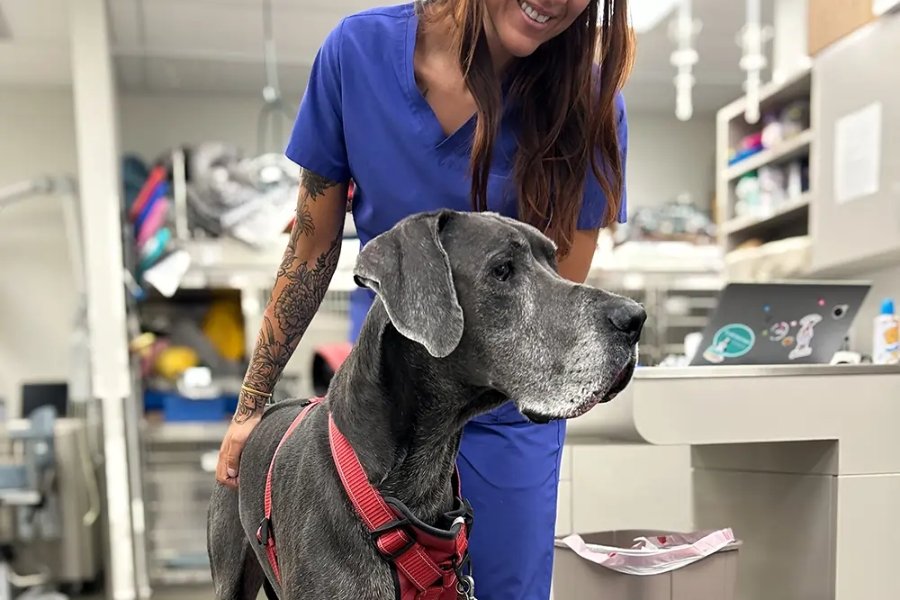 Why Neutering Affects Health and Behavior