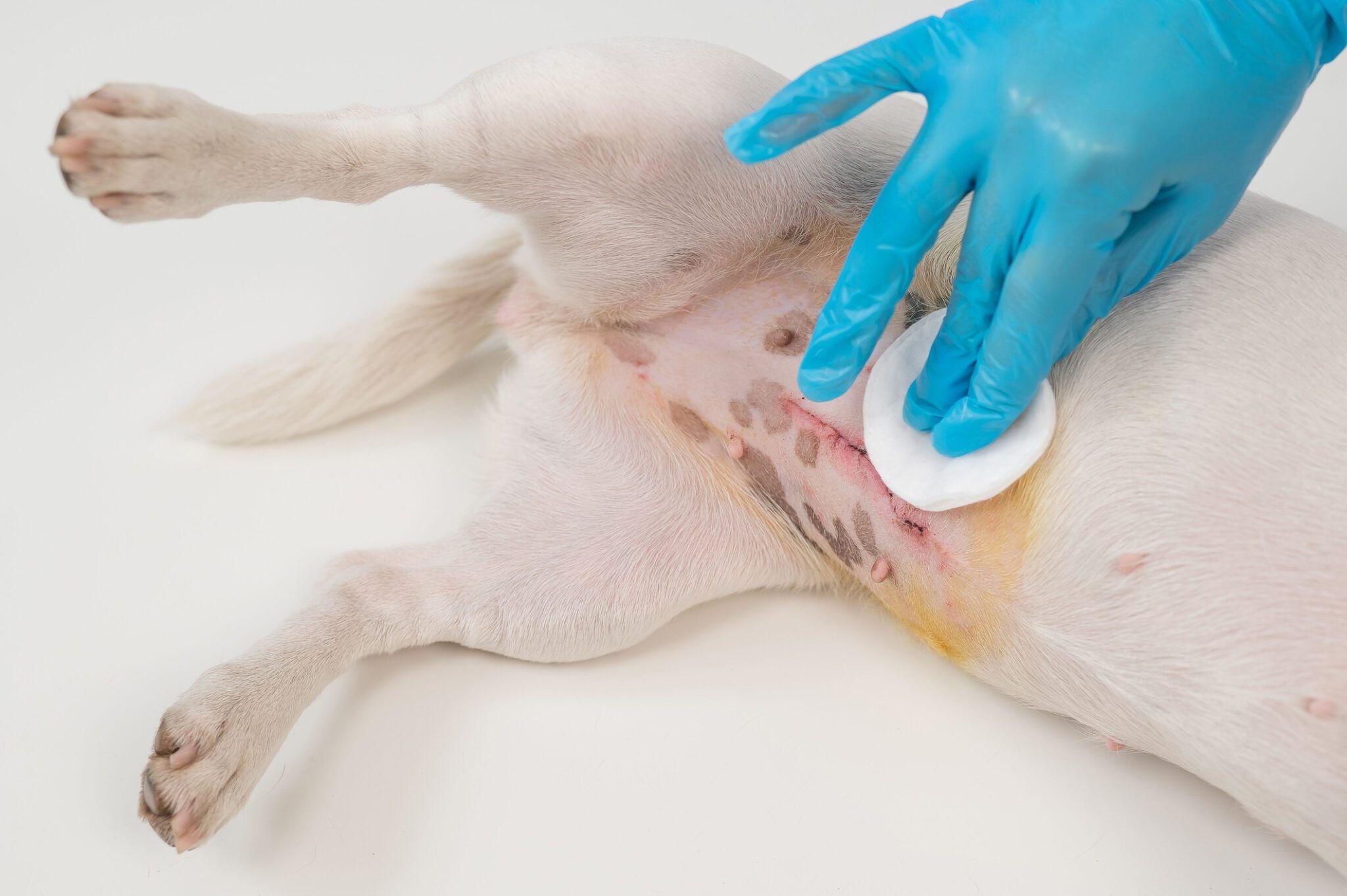 Understanding Dog Spay and Healing