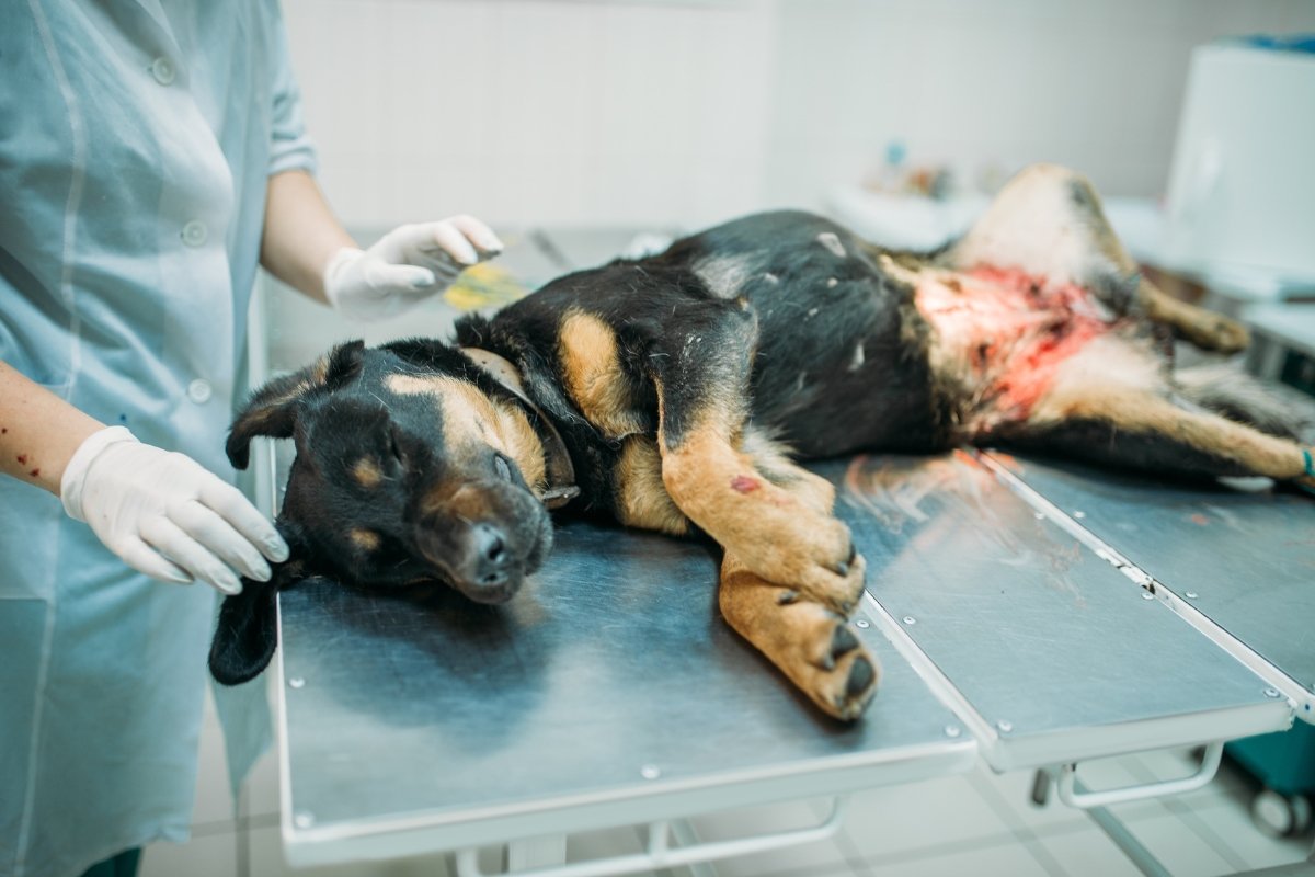 How spay surgery affects your dog