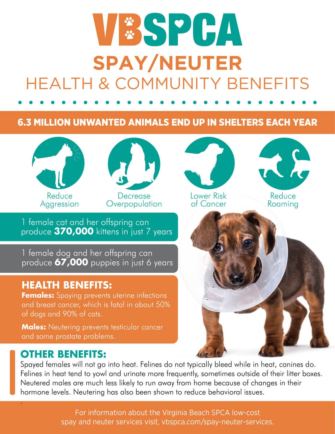 What Spaying Is and How It Helps Dogs