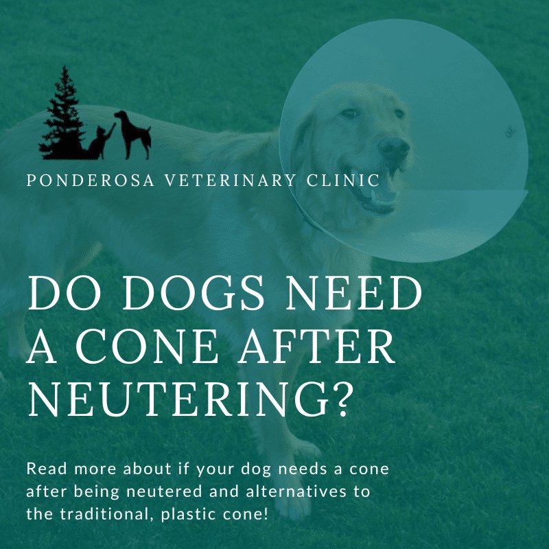 Why Dogs Need an E-Collar After Neuter