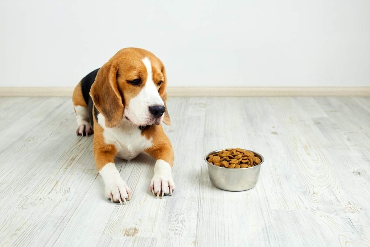 Main Reasons Dogs Don’t Eat After Spaying
