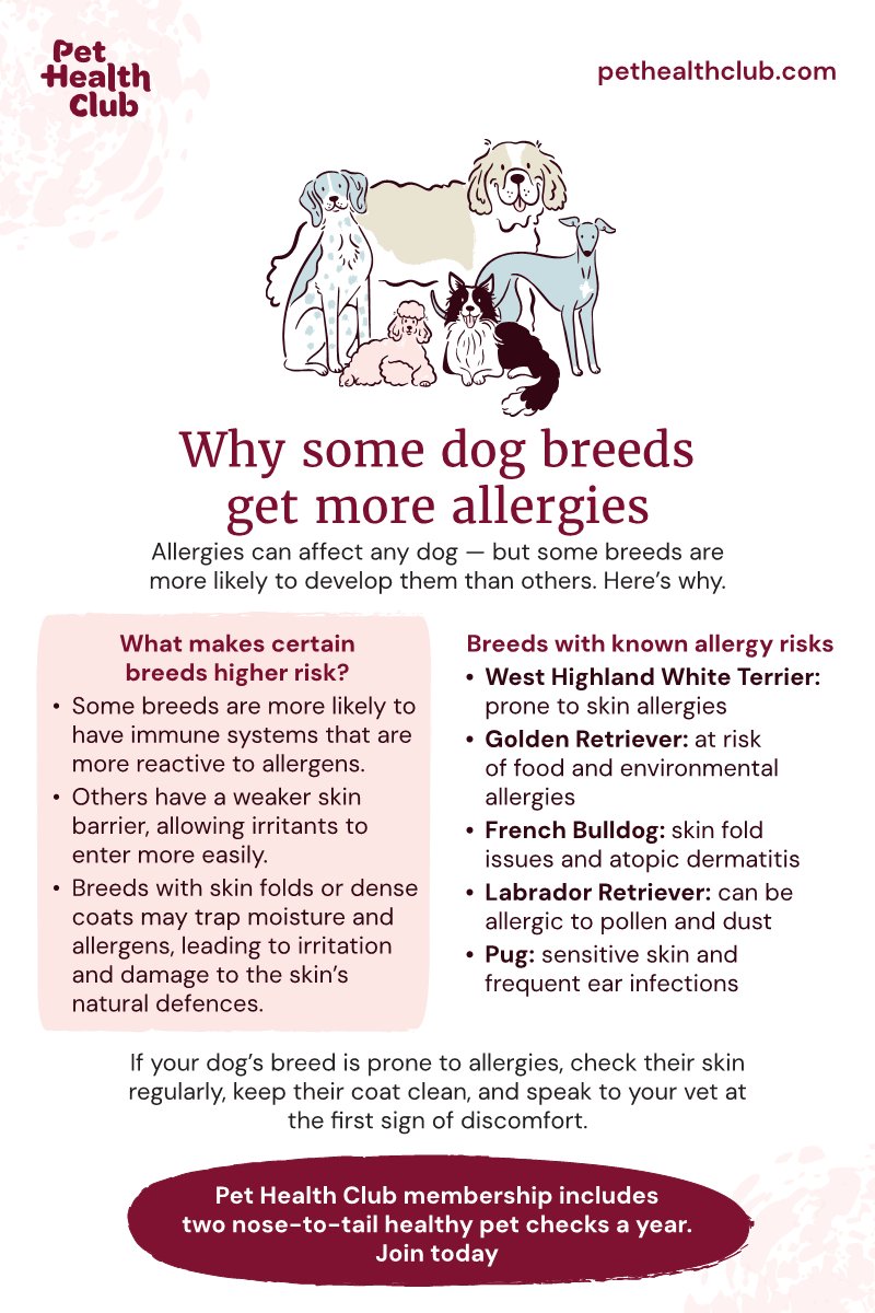 Signs Your Dog May Have Allergies