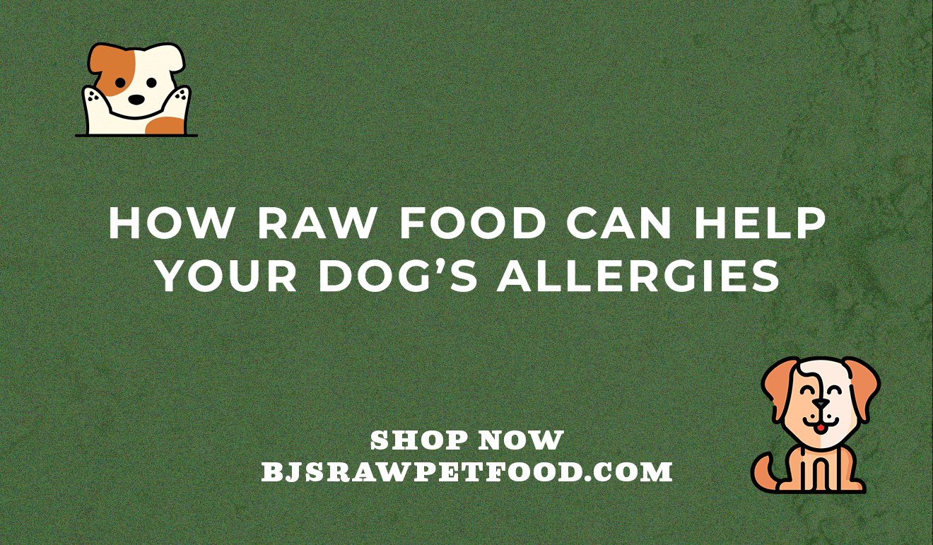 Do Low‑Shedding Dogs Help Allergies?