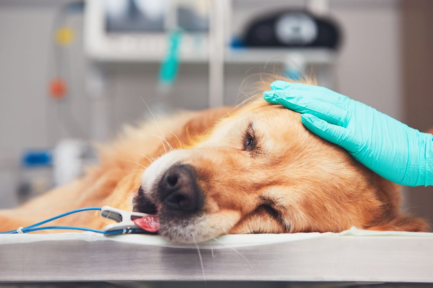 How Anesthesia Affects Your Dog