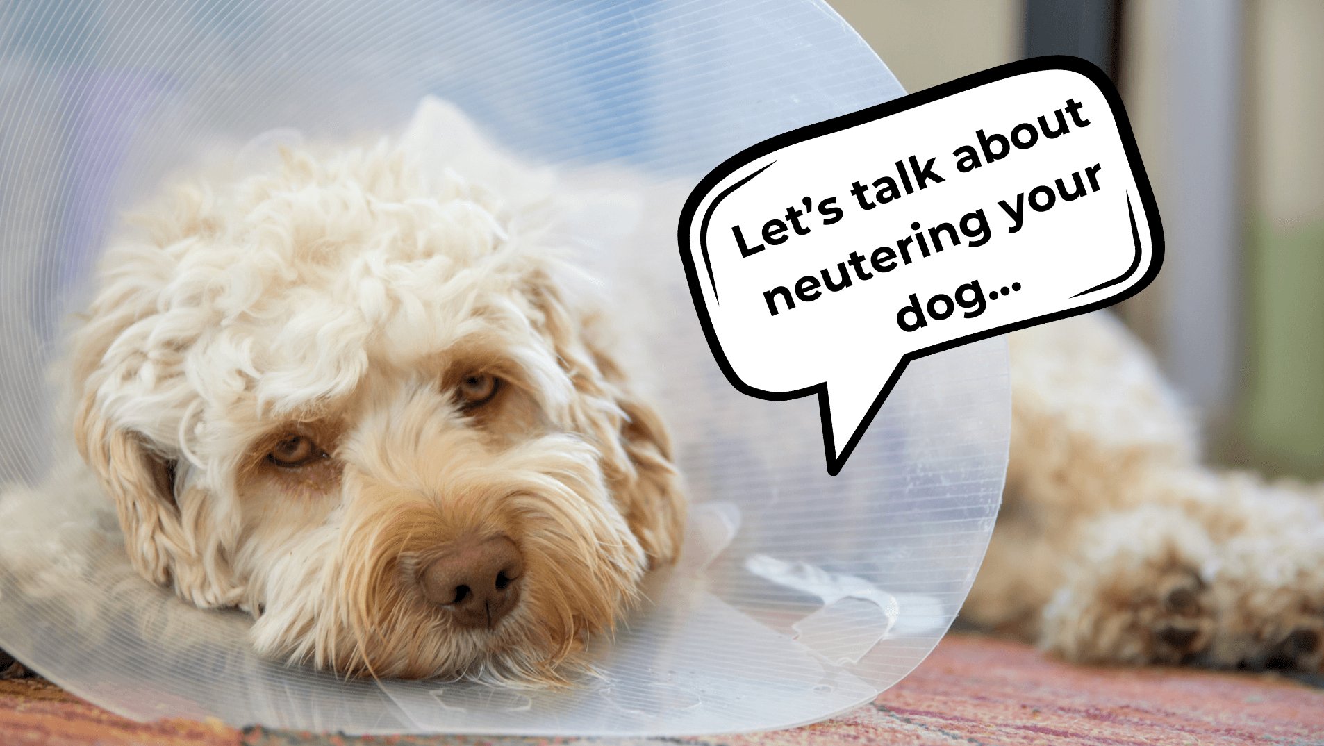 Is neutering healthy for my dog?
