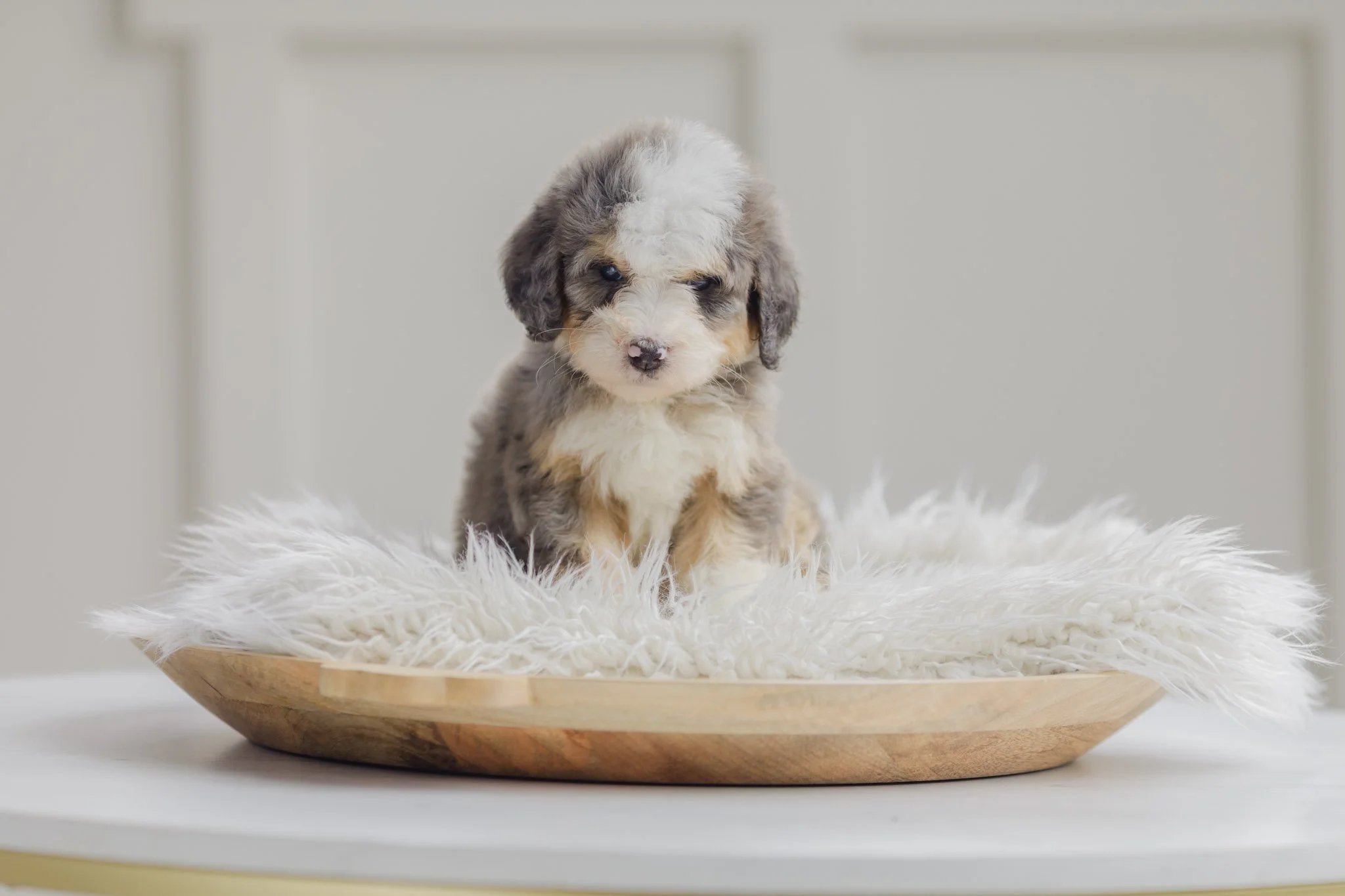 The Myth of Hypoallergenic Dog Breeds