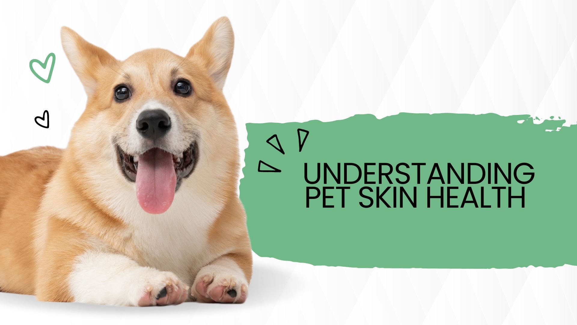 Typical signs of a dog allergy