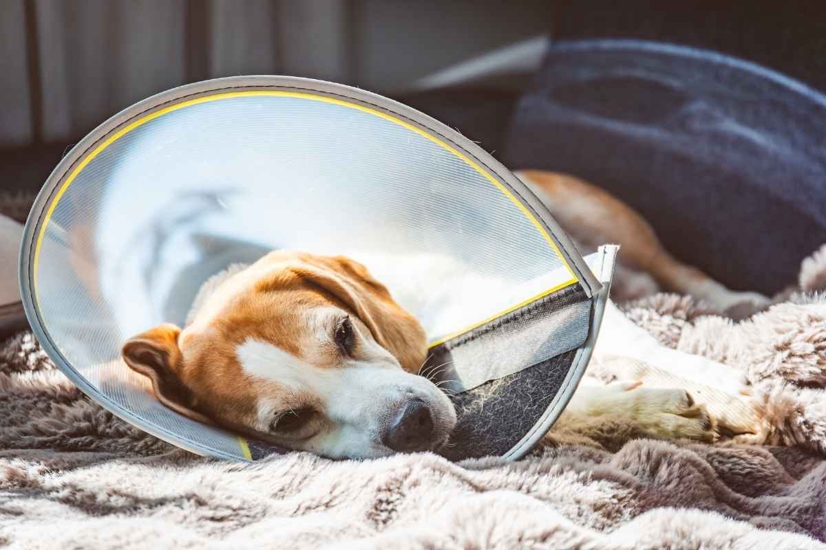 Healthy Dog Spay Recovery Timeline