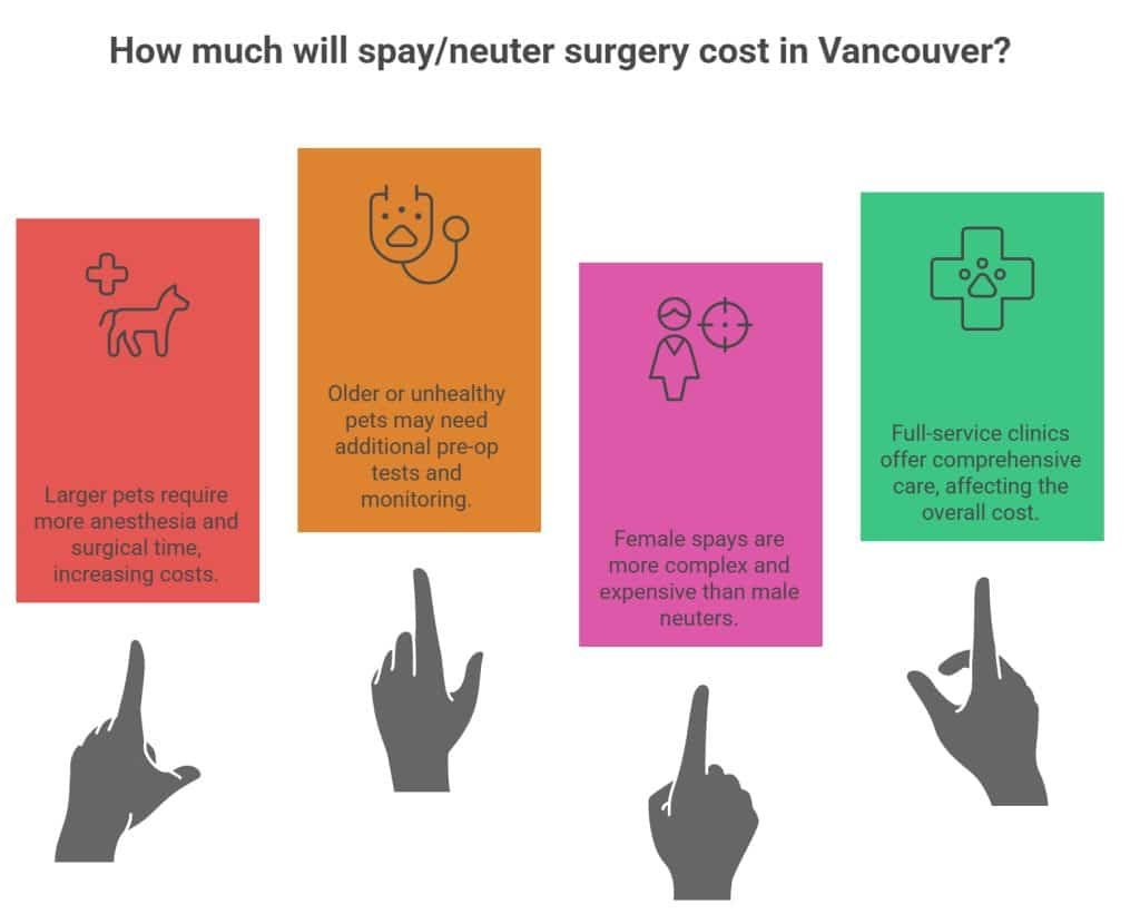 Health Factors That Affect Spay Cost