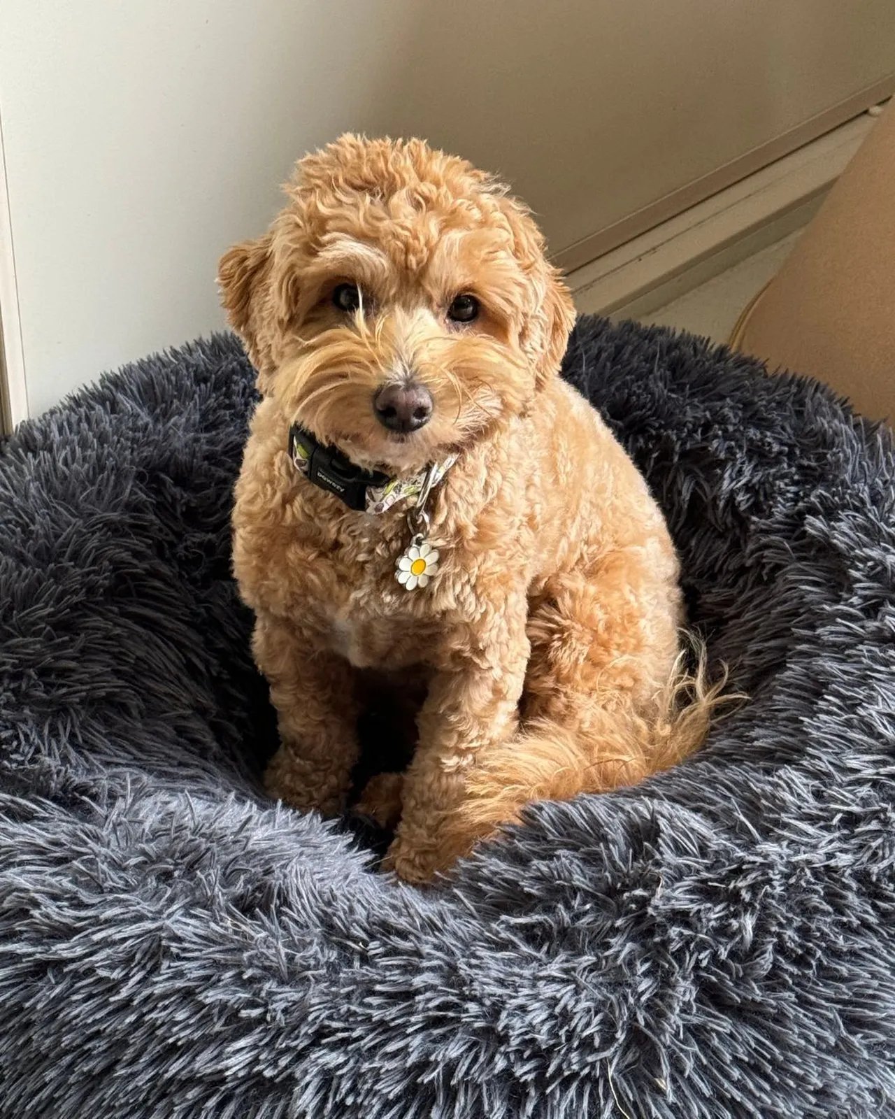 Best Low‑Allergen Dogs at a Glance