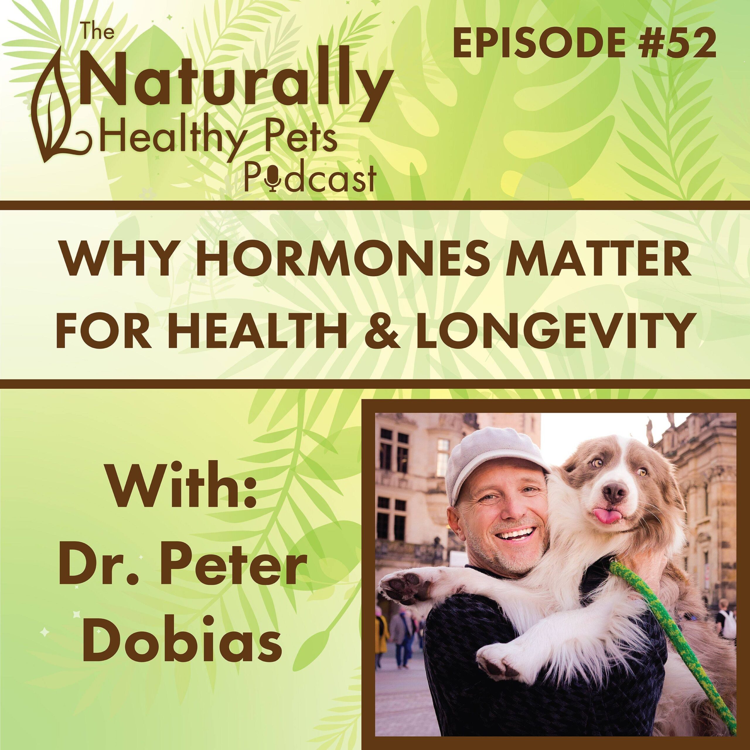 Exercise Ideas for Newly Spayed Dogs