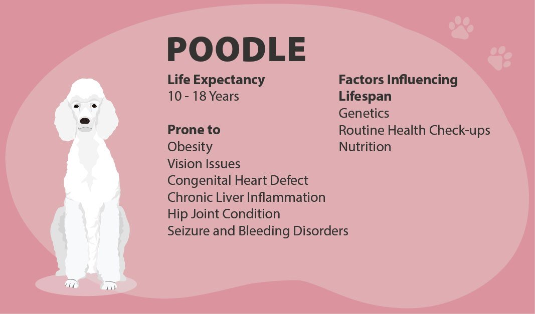 Poodle