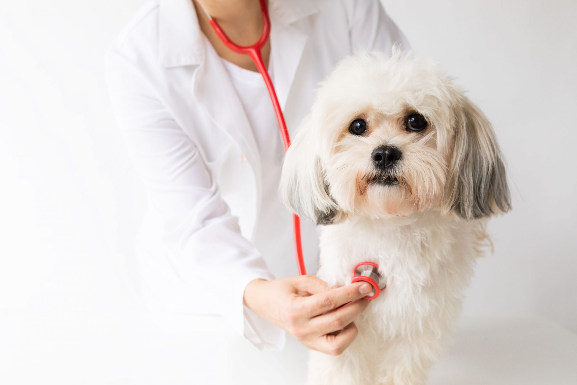 Health Considerations for Dog and Owner