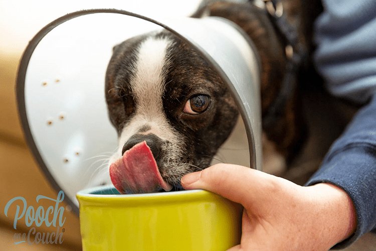 Helping Your Dog Adjust to the Cone