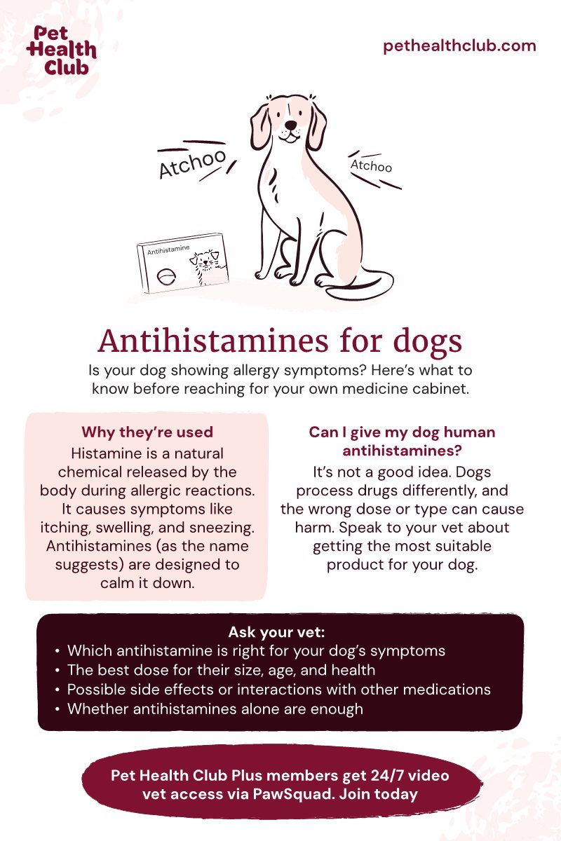 Managing Dog Allergy Symptoms in Humans